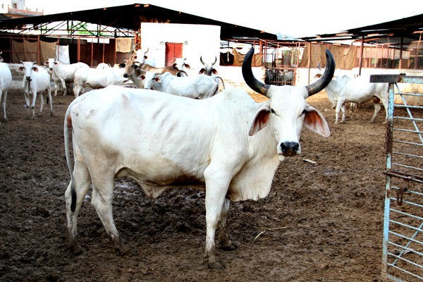 Deshi Cow