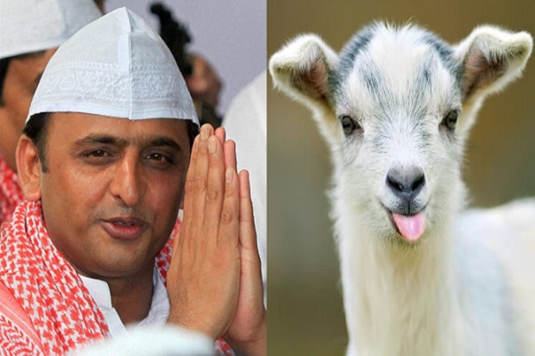 Akhilesh Yadav and goat